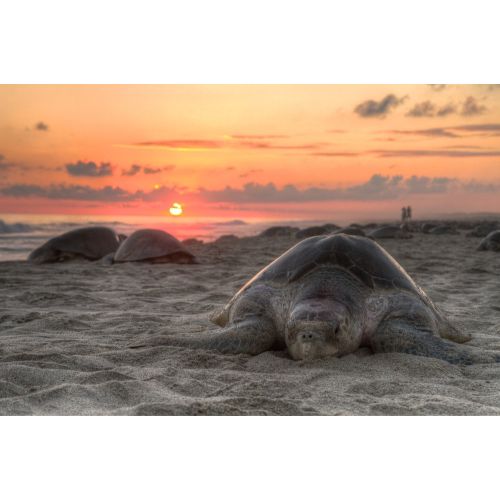 Olive Ridley Sea Turtle Poster