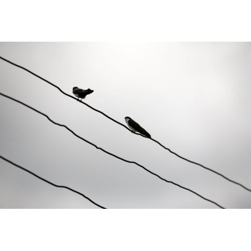 Swallow Poster