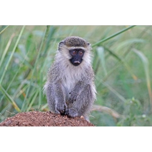 Vervet Monkey Poster