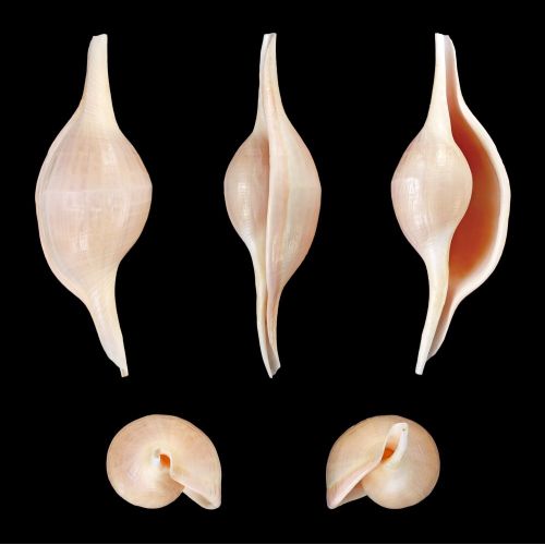 Sea Shell Volva Habei Poster