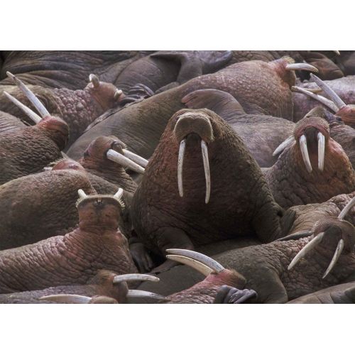Walrus Poster Walrus Poster