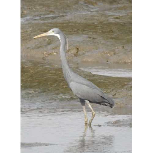 Western Reef - Heron Poster Western Reef - Heron Poster
