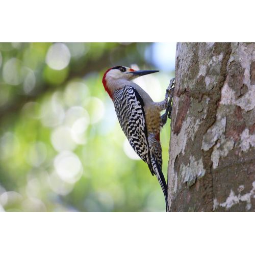 West Indian Woodpecker Poster