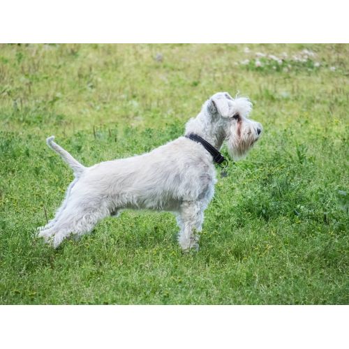 Yavru Schnauzer Posteri Yavru Schnauzer Posteri