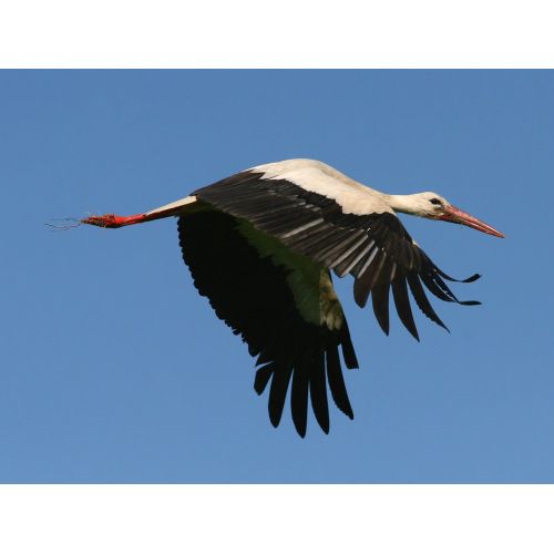 White Stork Poster