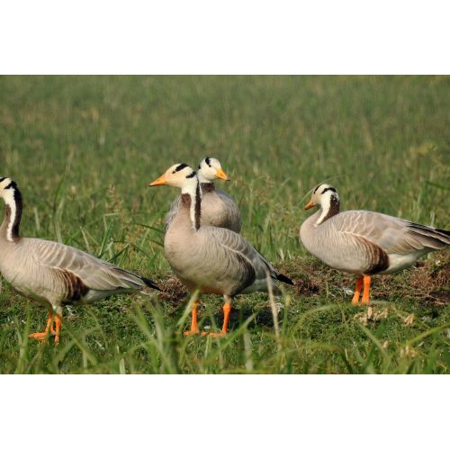 Bar - Headed Goose Poster