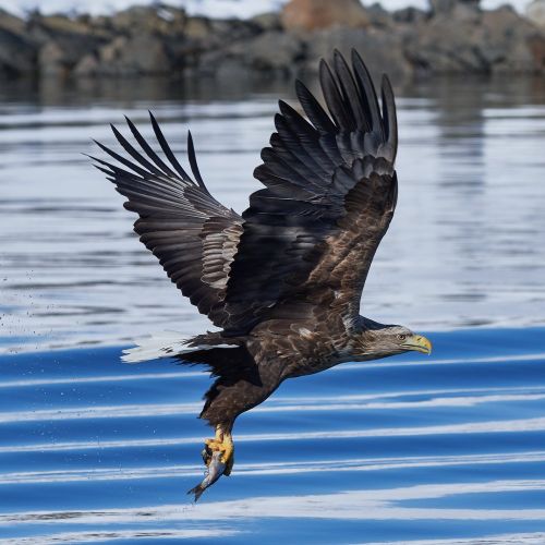 White - Tailed Eagle Poster White - Tailed Eagle Poster