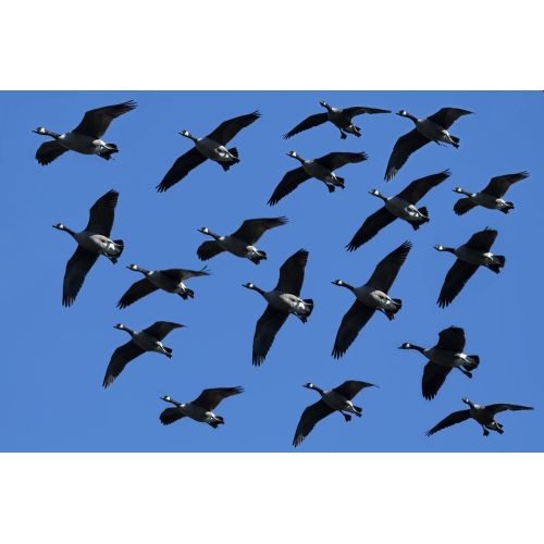Wild Goose Flock Poster Wild Goose Flock Poster