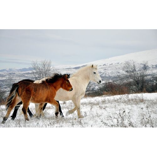 Wild Horses Poster Wild Horses Poster