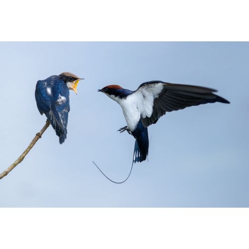 Wire - Tailed Swallow Poster Wire - Tailed Swallow Poster