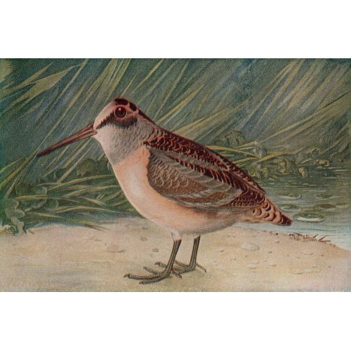 Woodcock Poster Woodcock Poster
