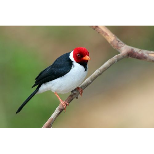 Yellow - Billed Cardinal Poster