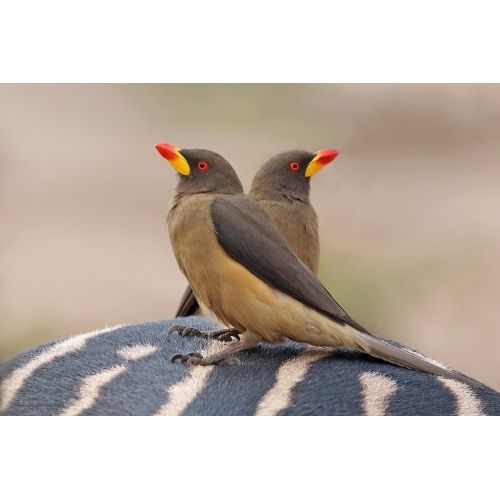 Yellow - Billed Oxpecker Poster Yellow - Billed Oxpecker Poster