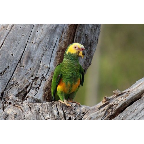 Yellow - Faced Parrot Poster