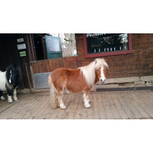Young Shetland Pony Poster The Young Shetland Pony Poster features a charming image of a young Shetland pony with a fluffy mane
