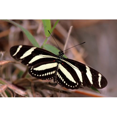 Zebra Heliconian Butterfly Poster The Zebra Heliconian Butterfly Poster features a stunning image of this beautiful butterfly