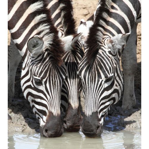 Zebra Posteri Zebra Posteri