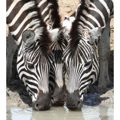 Zebra Posteri Zebra, Afrikada yaşayan siyah beyaz bantlı çizgilere sahip bir türde canlıdır. Güçlü ve dayanıklı