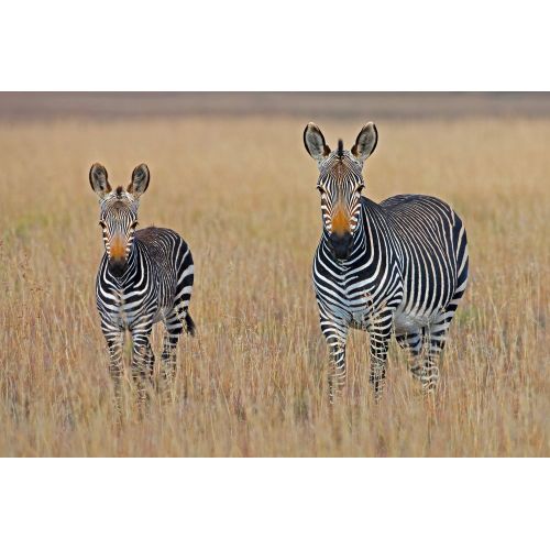 Zebra Posteri Zebra Posteri