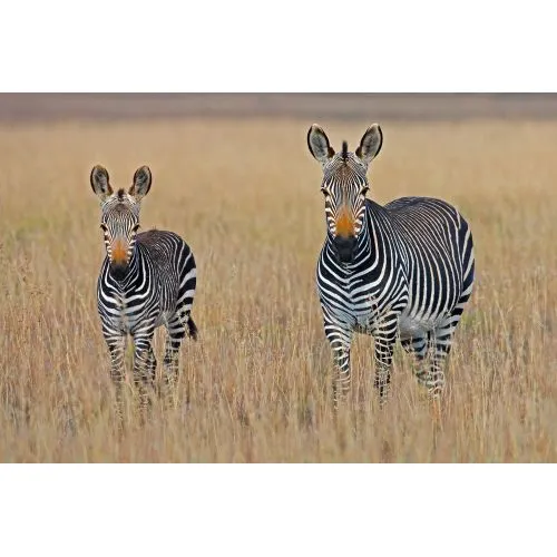 Zebra Posteri Zebra Posteri, zebra isimli hayvanın yüksek çözünürlüklü bir resminin kanvas baskı olarak satışta