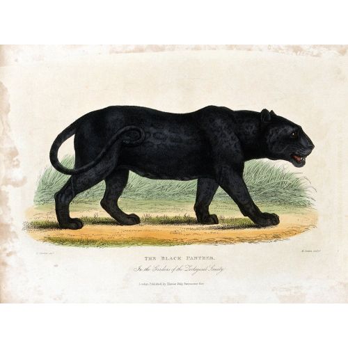 The Black Panther Poster The Black Panther Poster