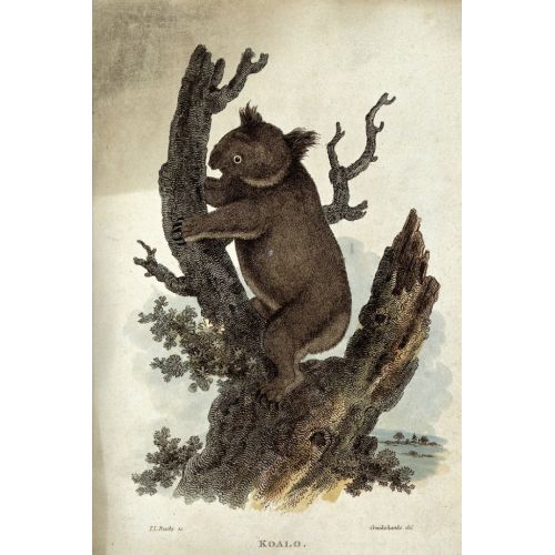 Koala Climbing A Tree Poster