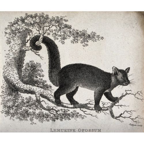 Lemurine Opossum Climbing On A Tree Poster