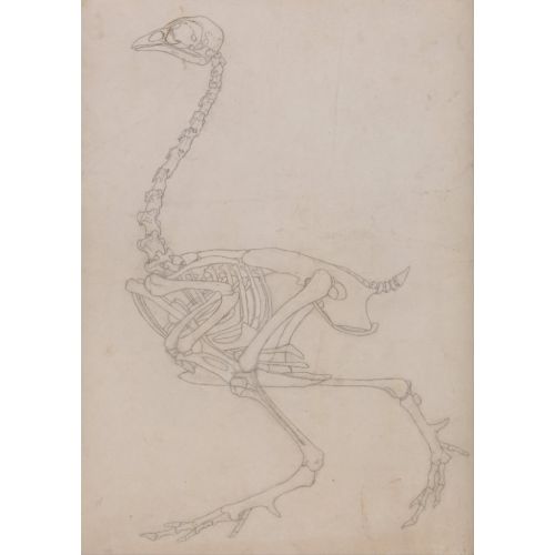 Bird Skeleton Poster Bird Skeleton Poster