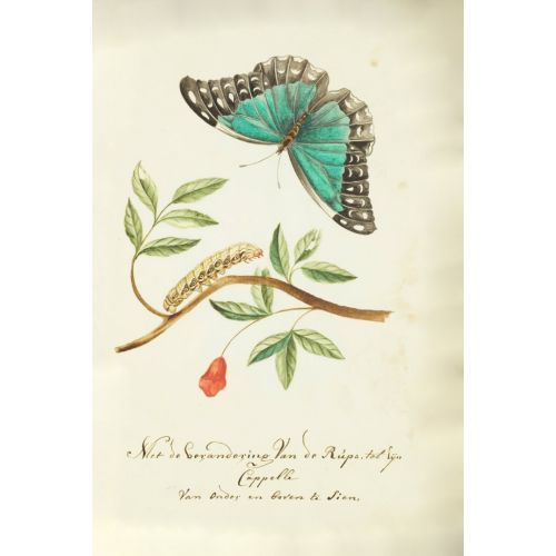 Butterfly Poster Butterfly Poster