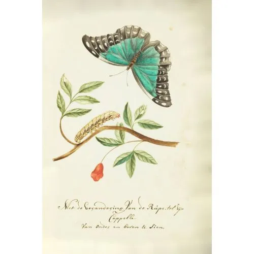 Butterfly Poster The Butterfly Poster features a beautiful, vibrant image of a butterfly in exquisite detail. Available for sale