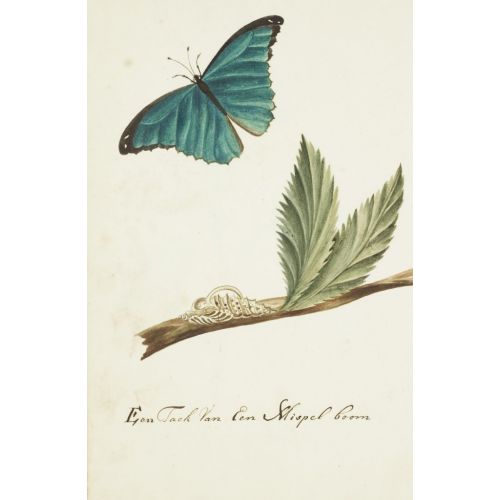 Butterfly Poster 2 Poster Butterfly Poster 2 Poster