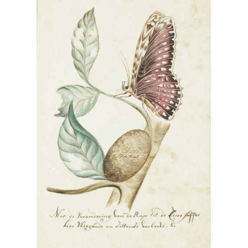 Butterfly Poster 3 Poster Butterfly Poster 3 Poster
