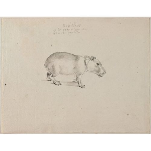 Capibara Poster Capibara Poster