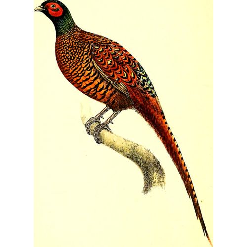 British Birds Colored Illustrations Poster British Birds Colored Illustrations Poster