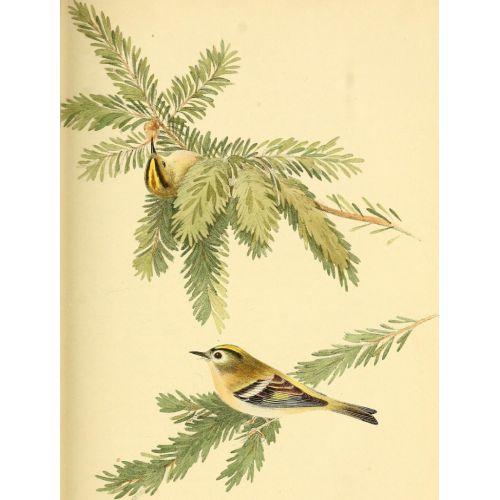 British Birds Colored Illustrations Poster 2 Poster British Birds Colored Illustrations Poster 2 Poster