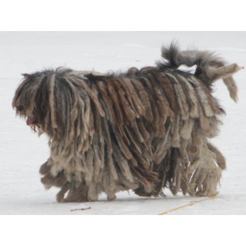 Bergamasco Çoban Köpeği Posteri