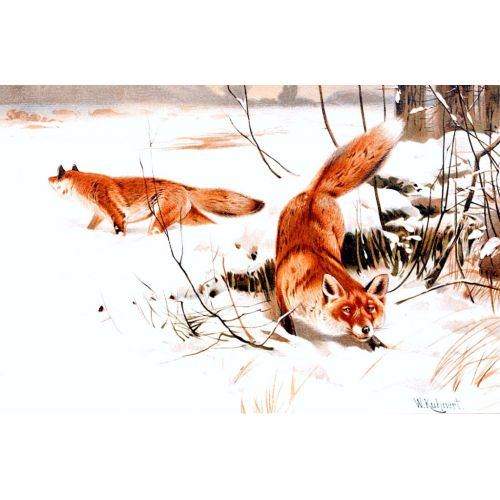 Common Foxes In The Snow Poster Common Foxes In The Snow Poster