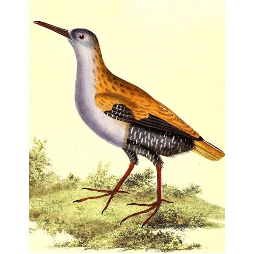 Woodcock Poster Woodcock Poster