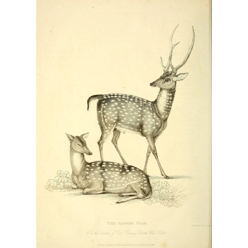 Deers Poster Deers Poster