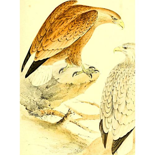 Eagles Poster Eagles Poster