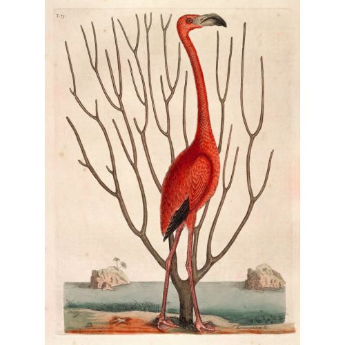 Flamingo With Keratophyton Poster Flamingo With Keratophyton Poster