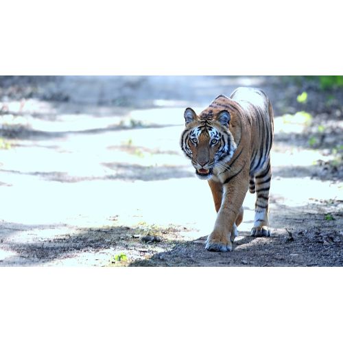 Tiger Poster Tiger Poster