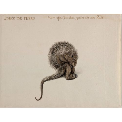 Brazilian Porcupine Poster Brazilian Porcupine Poster