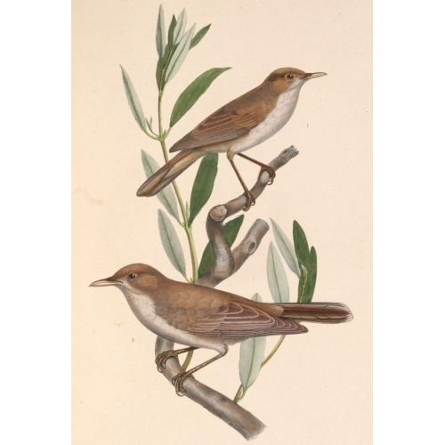 Olivaceous Warbler Poster