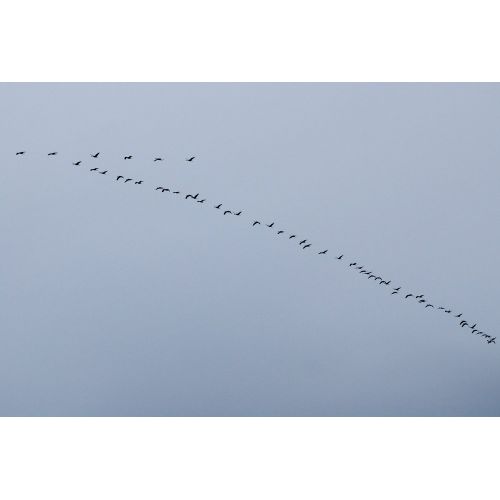 Birds Flock Poster Birds Flock Poster