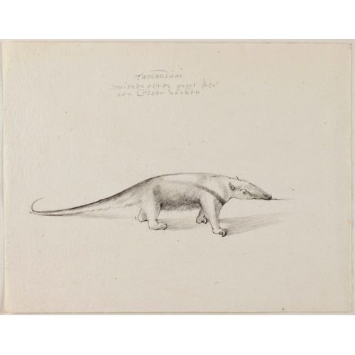 Ant Eater Poster