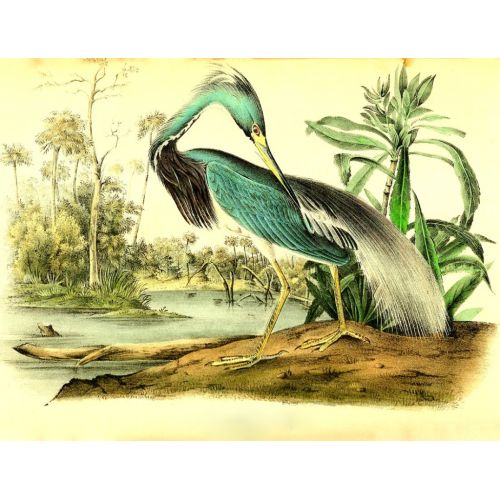 Blue Heron Poster Blue Heron Poster
