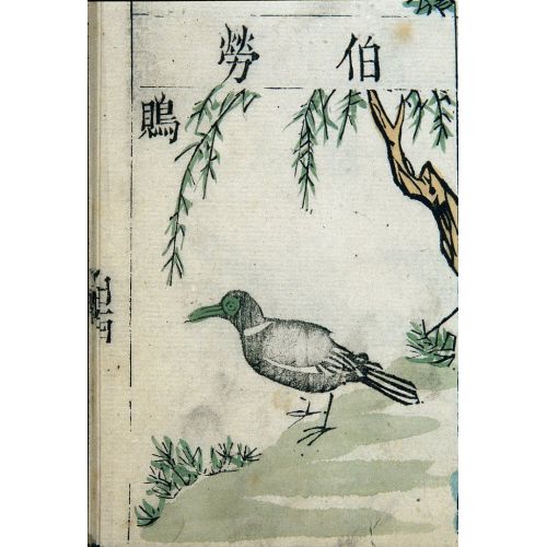 Ming Bitkisel Boyama Örümcekkuşu Posteri Ming Bitkisel Boyama Örümcekkuşu Posteri