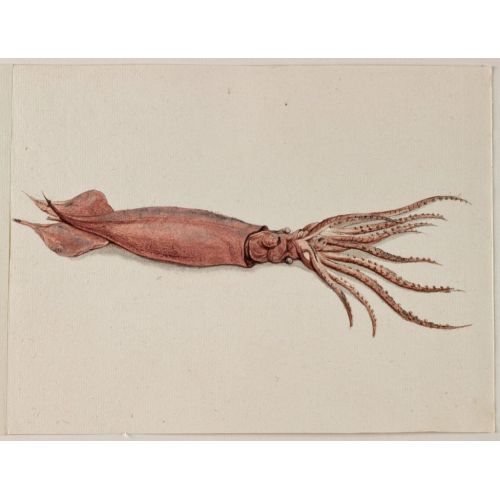 Squid Poster