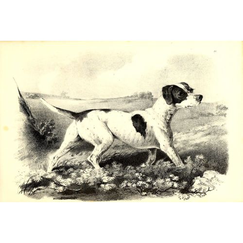 Av Köpeği Posteri
